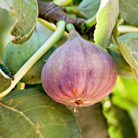 Types Of Figs Fruit