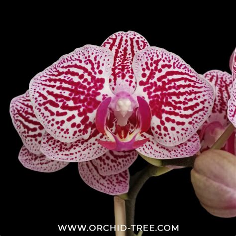 Orchid-tree | Premium Quality Orchids Plants Online India – Orchid-Tree
