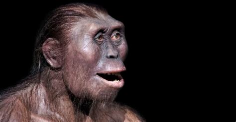 Australopithecus Discovery 的图像结果