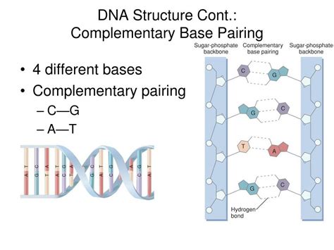 Image result for DNA Function