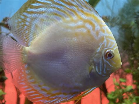 Yellow Checkerboard Discus 的图像结果