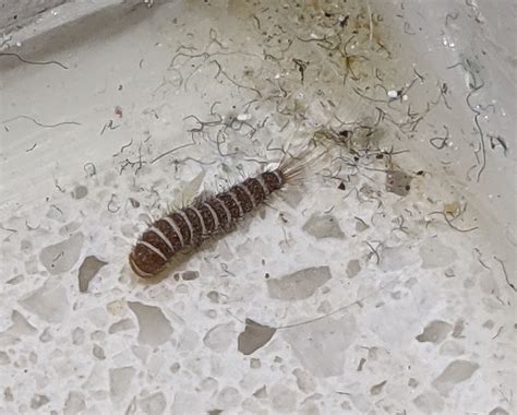 Larva of a carpet beetle - PEST CONTROL CANADA