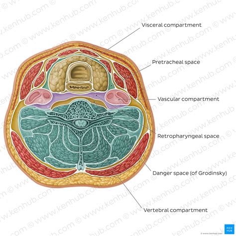 Cervical fascias: Superficial and deep fascial layers | Kenhub
