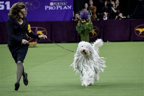Meet the cutest dogs from Westminster Dog Show 2018 - Photos,Images ...
