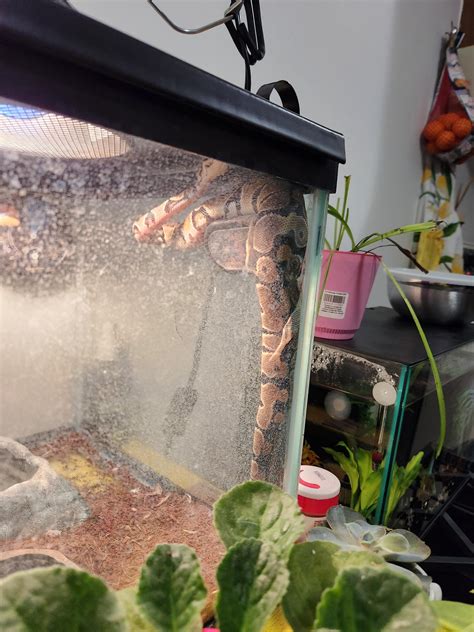 Ball Python Weight Gain 的图像结果