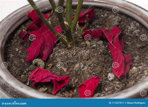 Poinsettia (Euphorbia Pulcherrima) Flower. Stock Image - Image of ...