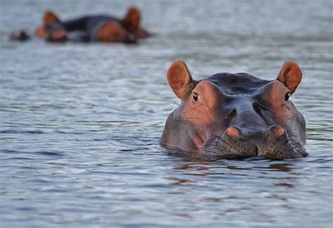 Image result for Hippo vs Python