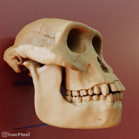 Australopithecus afarensis skull for 3D print 3D model 3D printable ...