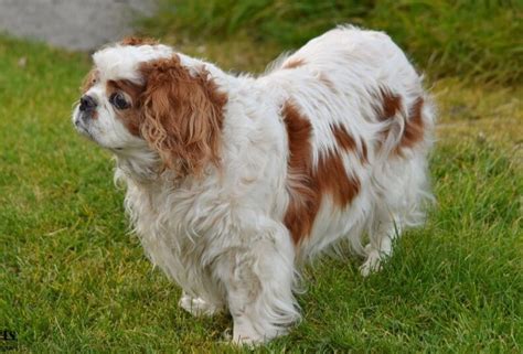 10 Best Apartment Dogs In The World 2024 - Best For Pets