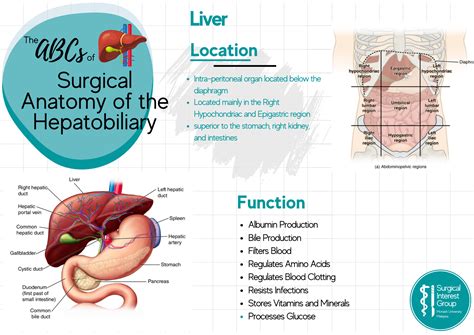 ABCs of: Surgical Anatomy of the Hepatobiliary – Surgical Interest Group of Monash University ...