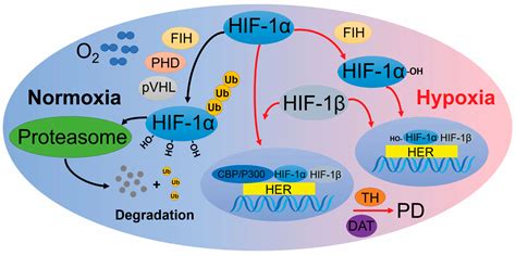 Hypoxia Pathways in Parkinson’s Disease: From Pathogenesis to ...