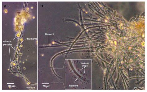 Cyanobacterial Mats in Calcite-Precipitating Serpentinite-Hosted ...