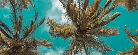 Download wallpaper 2560x1024 palm trees, bottom view, clouds, sky ...