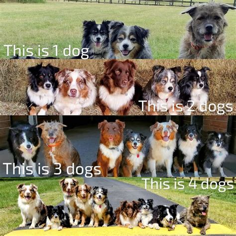 Image result for Math Dog