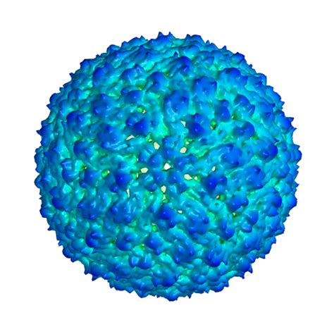 Dengue Type 2 Virus Non-structural Protein 1 (NS1) from target database ...