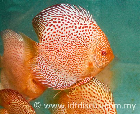 Image result for Discus Albinos