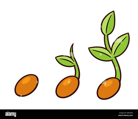 Stages Of Seeds Clip Art