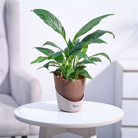 Ugaoo: India's No.1 Online Plant Store| Buy Seeds & gardening products