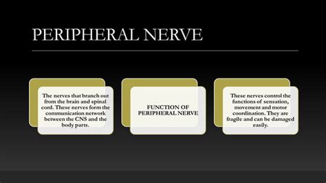 Image result for Peripheral Nervous System