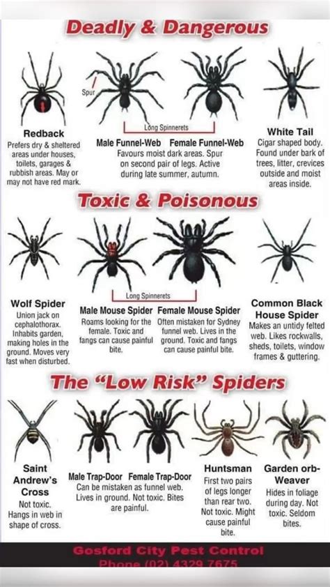 5 common house spiders and how to treat spider bites – Artofit