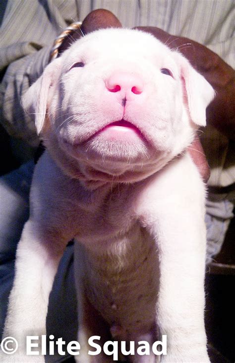 Dogo Argentino puppies for SALE !!! - Punjab - Dogs for sale, puppies ...
