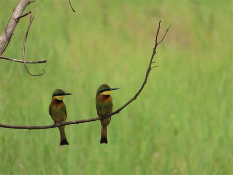 Birding and Educational Tours Rwanda (Kigali) - All You Need to Know ...