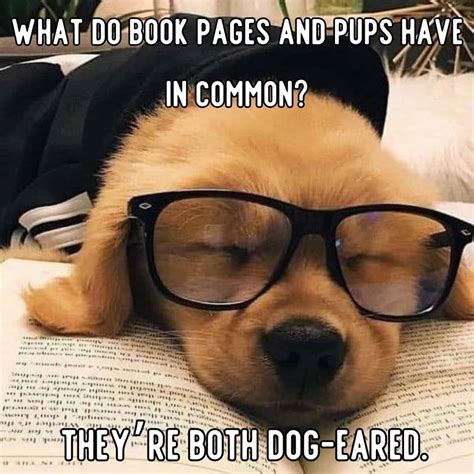 25 Funny Dog Jokes That Will Make You Laugh Heartily