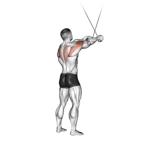 6 Best Cable Machine Shoulder Exercises (with Pictures!) - Inspire US