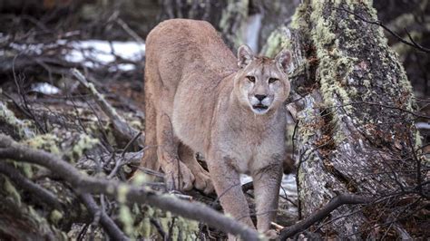 Día Internacional del Puma: Cuidemos su hábitat - Mestizos Magazine