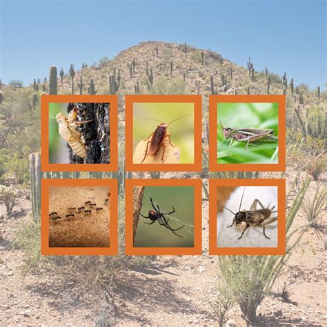 Arizona bugs like summer more than you do | Alpha Pest Control