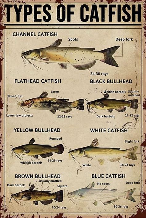 Best 12 When Do Catfish Bite? Daytime vs. Nighttime Catfishing ...