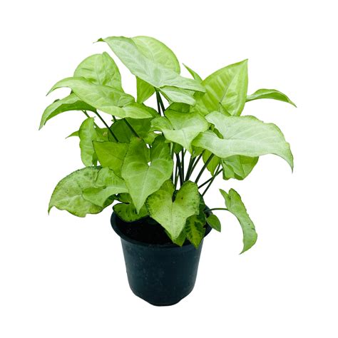 Syngonium White (Syngonium Podophyllum) - Live Plant (Home & Graden ...