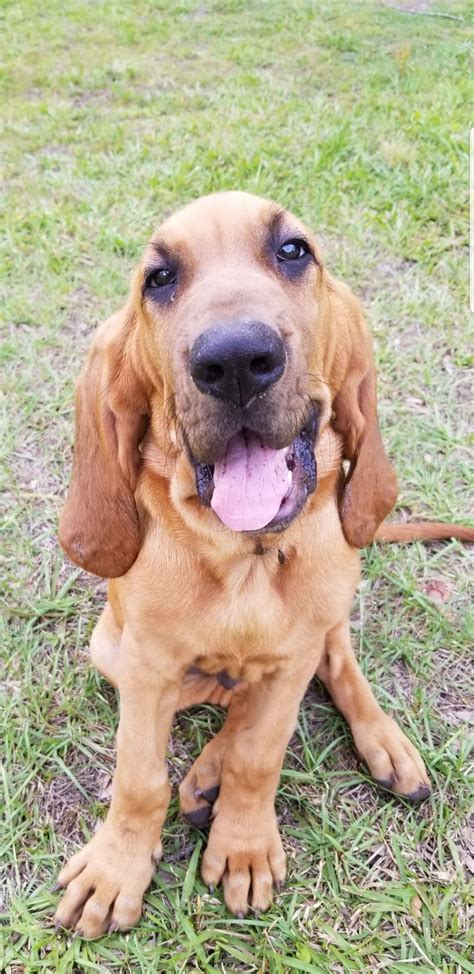 Top 20 Dumbest Dog Breeds In The World