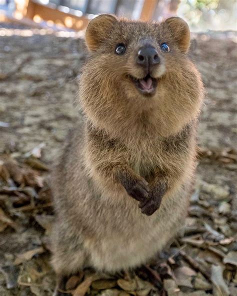 A quokka says hi : aww | Happy animals, Cute funny animals, Quokka animal