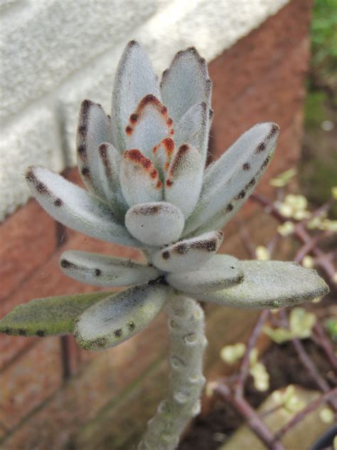 The Ultimate Guide to Bunny Ear Succulents: Everything You Need to Know ...