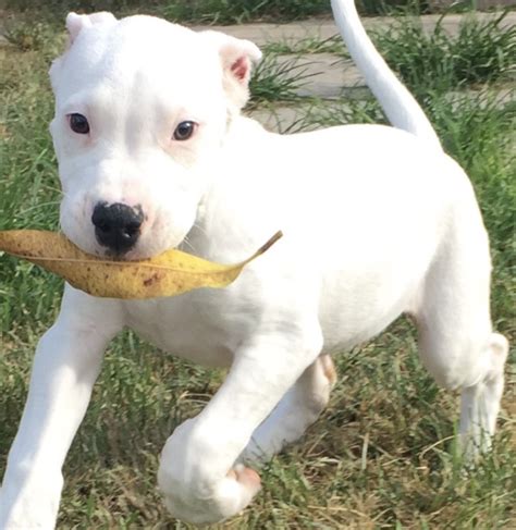 Argentine Dogo Puppies For Sale | Miami, FL #220886