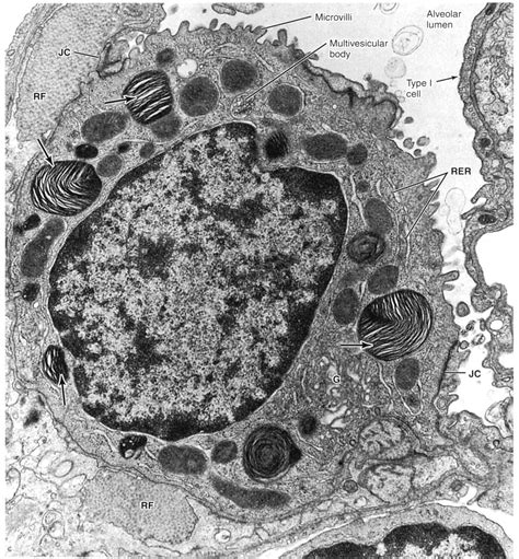 Electron Microscopy Cell 的图像结果