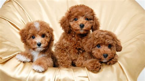 Cute Light Brown Dogs