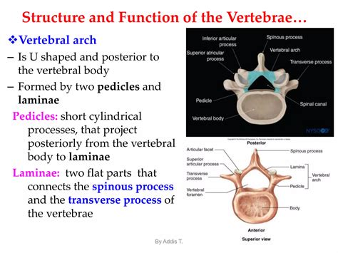 Anatomy of Vertebral column for physioterapy (4).ppt