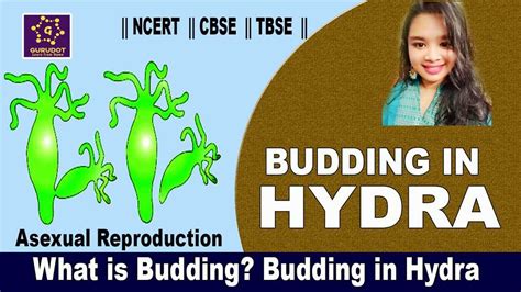 Image result for Budding Process