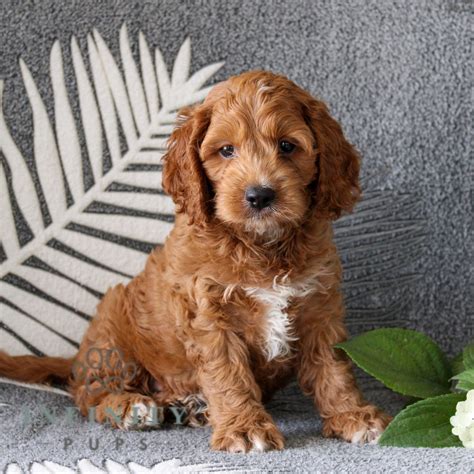 Image result for Adult Cockapoo Puppies