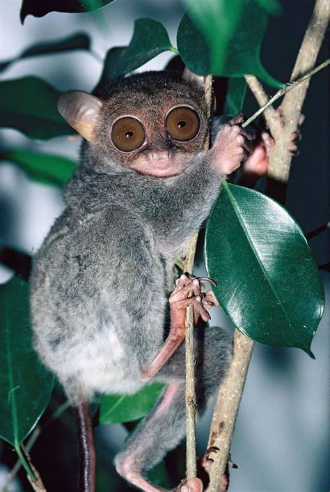 Image result for Mutant Animals