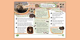 Australian Echidna Facts | Information + Resources | Twinkl