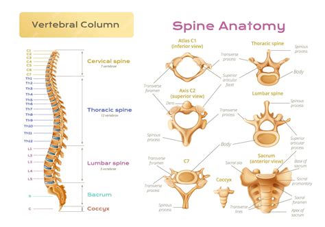 Human Vertebrae Anatomy Spine Diagram Labeling Coloring Word Search ...