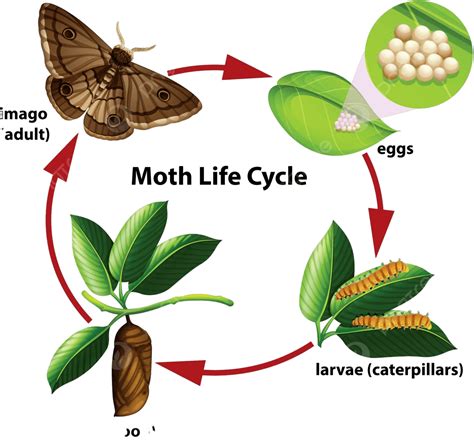 Insect Life Cycle 的图像结果