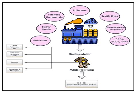 Role of White Rot Fungi in Industrial Wastewater Treatment: A Review