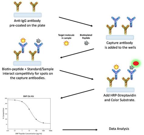 Image result for Visual Elisa Protocol