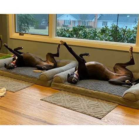 10 Dogs Being Silly Lil' Guys