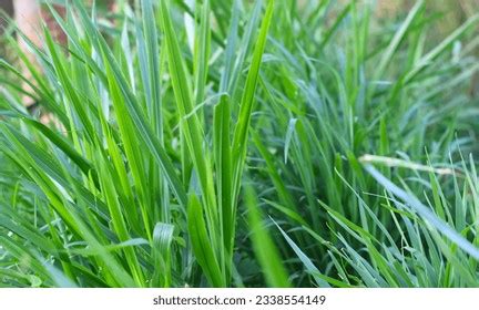 Cow Fodder 的图像结果