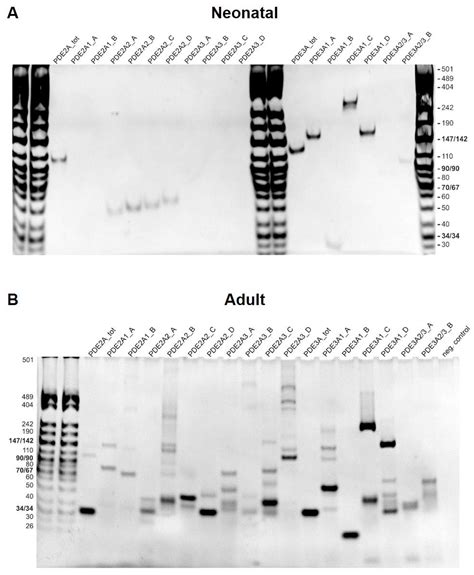 CRISPR/Cas9 Knock-Out in Primary Neonatal and Adult Cardiomyocytes ...